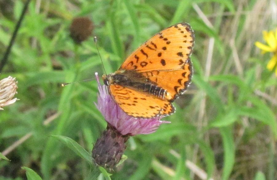 Melitaea didyma?